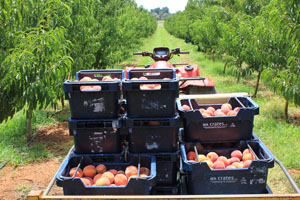 Direct From Aussie Farmers