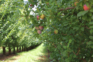 Direct From Aussie Farmers