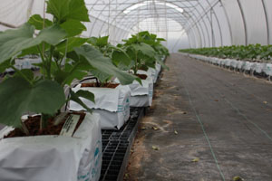 Direct From Aussie Farmers