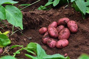 Direct From Aussie Farmers