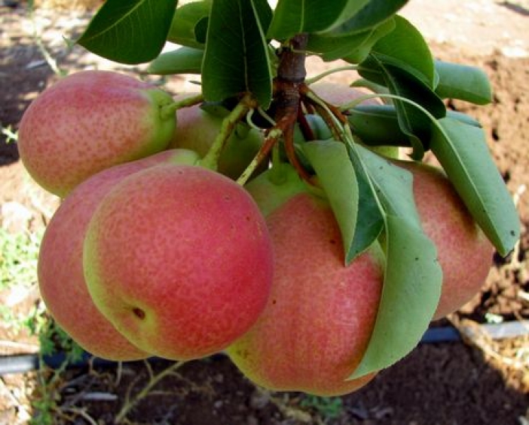 Direct From Aussie Farmers